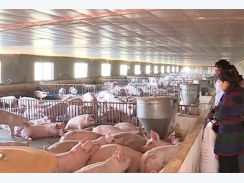 Hơn 50% trang trại nuôi lợn ở Đồng Nai bỏ trống chuồng