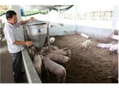 Huyện Nông Cống (Thanh Hóa) Có Hơn 200 Hộ Sử Dụng Đệm Lót Sinh Học Trong Chăn Nuôi