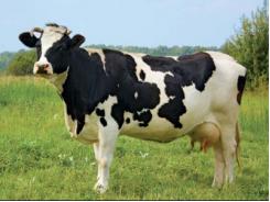 Mulato - Giống cỏ số 1 cho chăn nuôi bò sữa