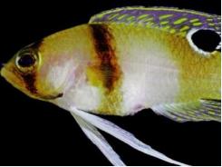 Phát hiện hai loài cá Basslet mới tại vùng biển Caribbean