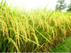 Đặc điểm sinh lý của cây lúa - Phần 4