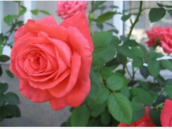 Kỹ thuật trồng hoa hồng bằng cành hoa nở rực rỡ, hương thơm quyến rũ