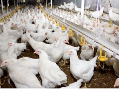 Impact of lowering the protein content in feed for broilers