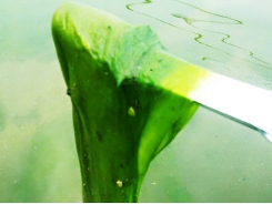 Biện pháp ngăn ngừa và kiểm soát tảo sợi