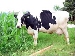 Cách xử lý trường hợp lộn tử cung ở bò sữa