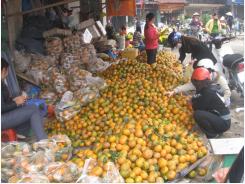 Hà Giang: Tìm hướng tiêu thụ cam sành cho người nông dân