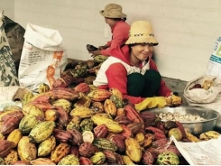 Nông dân trồng cacao tăng gấp đôi thu nhập nhờ liên kết với doanh nghiệp