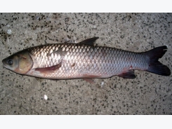 Đặc điểm sinh học của một số loài cá nuôi lồng bè tại tỉnh Quảng Nam (cá trắm cỏ)