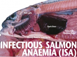 Hướng dẫn bệnh cá - Bệnh truyền nhiễm thiếu máu ở cá hồi (ISA)