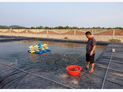 Hiệu quả mô hình nuôi tôm công nghệ cao ở Quảng Ninh