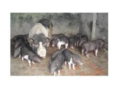 Thái Bình Phát Triển Giống Lợn Rừng Lai