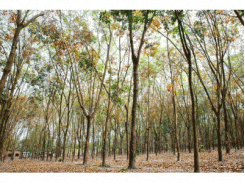 Giao Khoán Vườn Cây Cao Su Lợi - Hại Khó Lường
