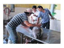 Nghịch Lý Trong Khai Thác Cá Ngừ, Nhiều Tàu Nằm Bờ Ở Phú Yên