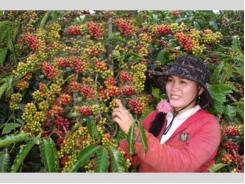 Cải Tạo Vườn Cà Phê “Tín Hiệu” Đáng Mừng Ở Lâm Đồng