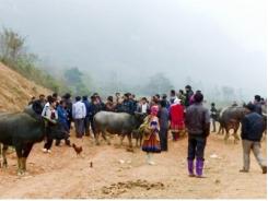 Si Ma Cai (Lào Cai) triển khai dự án chăn nuôi gia súc chất lượng cao