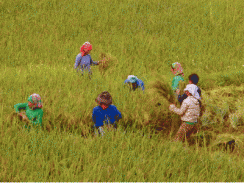 Sa Pa (Lào Cai) mở rộng diện tích cấy lúa chịu lạnh lên 40 ha