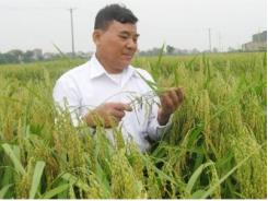Hà Nội mở rộng quy mô sản xuất lúa hàng hóa