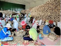 Sản xuất trầm hương mô hình mới ở Tân Tiến