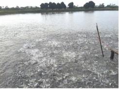 Hiệu quả sử dụng đất ngập nước trồng lúa để xử lý nước ô nhiễm của ao ươm cá tra
