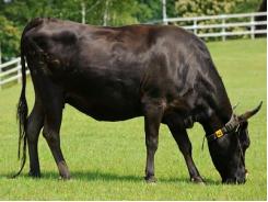 Mô hình nghiên cứu lượng vitamin D ở bò