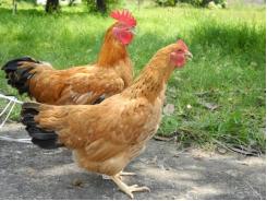 Phụ gia thức ăn chăn nuôi giúp làm giảm tỉ lệ mắc phải chứng cổ trướng ở gà thịt