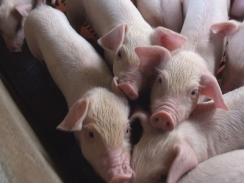 Vaccine phòng ngừa cúm lợn thế hệ mới có thể ngừa cả virus chủng H1N2