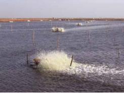 Mức độ đậm đặc của oxy hòa tan trong ao nuôi trồng thủy sản