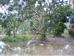 Biện pháp khắc phục thiệt hại vườn cây ăn trái sau ngập lũ