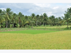 Giải pháp làm lúa khô tại tỉnh Bến Tre