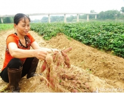 Nông dân ven sông Lam thu nhập cao từ trồng khoai “hờ”