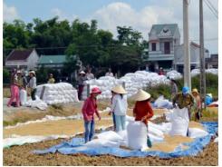 Liên Kết Sản Xuất Lúa Giống Trên Cánh Đồng Mẫu Lớn Ở Tuy Phước - Ông Dân Thu Lãi Cao Ở Bình Định