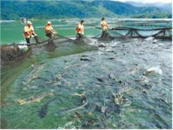 Bảo Lâm (Lâm Đồng) Nuôi Cá Nước Lạnh Kết Hợp Quản Lý Bảo Vệ Rừng