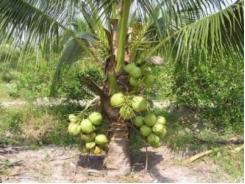 Lấp Vò (Đồng Tháp) phát triển mạnh vườn dừa