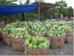 Giá trái cây giảm thê thảm