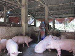 Hiệu quả kinh tế từ chăn nuôi ở Hợp tác xã Đức Mai