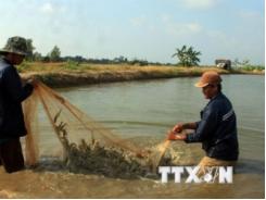 Mổ xẻ nguyên nhân tôm chết hàng loạt ở Đồng bằng sông Cửu Long