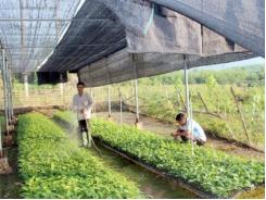 Chú trọng vai trò các HTX sản xuất nông, lâm nghiệp ở Quang Bình