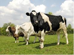 Nghiên cứu dòng thuốc tẩy giun mới cho gia súc