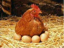 Thành công sản xuất trứng gà có hàm lượng Omega - 3