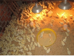Bảo đảm nhiệt độ giai đoạn nuôi úm gà