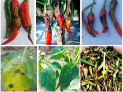 Chăm sóc và phòng trừ bệnh thán thư trên ớt trong mùa mưa