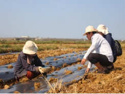 Trồng dưa hấu trên đất lúa thiếu nước tại Quảng Trị