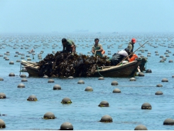 Tiêu thụ và sản xuất nuôi trồng thủy hải sản có trách nhiệm