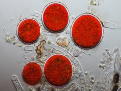 Thúc đẩy tảo H. pluvialis tăng sản xuất astaxanthin và lipid