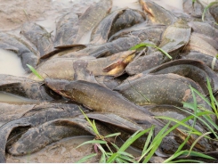 Mật độ nuôi cá trê vàng trong hệ thống tuần hoàn