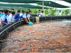 Triển khai nuôi cá điêu hồng công nghệ cao ở Vĩnh Long