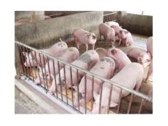 Nam Định Công Bố Đã Hết Dịch Tai Xanh Trên Đàn Lợn