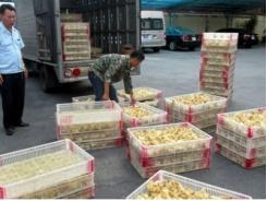 Phát hiện gần 16.000 gà giống nhập lậu có nguồn gốc từ Trung Quốc