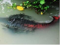 Tây Ninh nuôi cá hải tượng sinh sản thành công