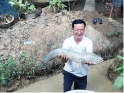 Nghệ nhân Lê Minh Trí sở hữu con cá lóc nặng hơn 5kg